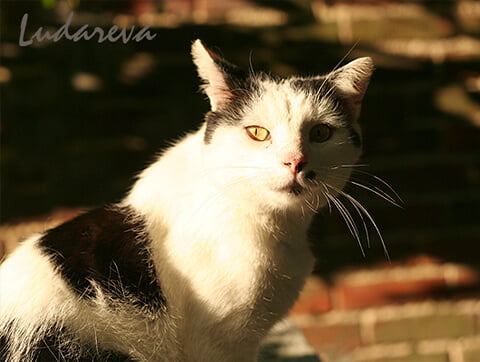 Kotek pod opieką Amicus Zielona Góra