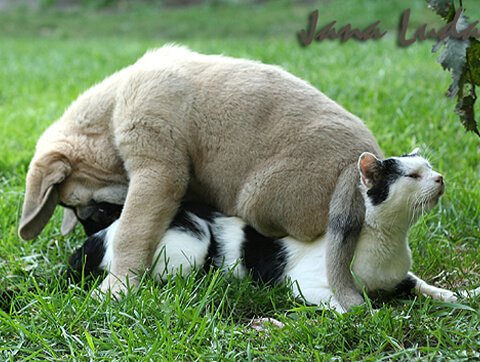 Opieka weterynaryjna Amicus Zielona Góra