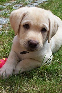 Labrador - pacjent Amicus Zielona Góra