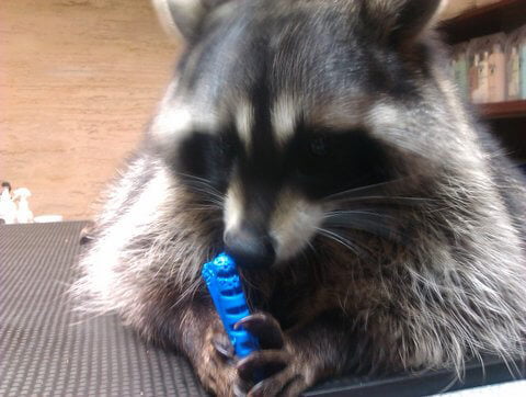 Egzotyczny pacjent w Przychodni Weterynaryjnej Amicus