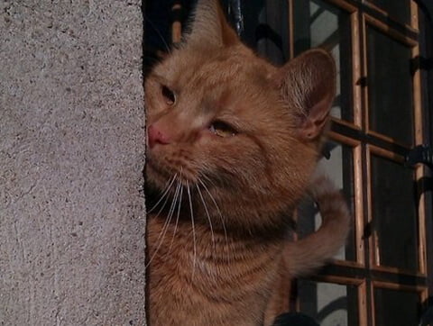 Koci pacjent weterynarzy z Amicusa