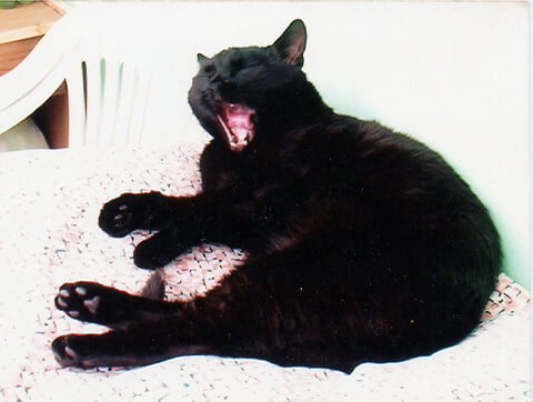 Koci pacjent weterynarzy z Lecznicy weterynaryjnej Amicus