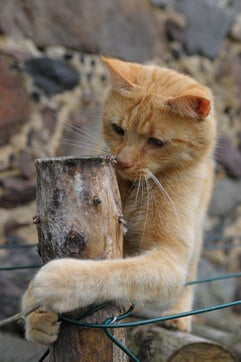 Przychodnia weterynaryjna AMICUS - pacjent