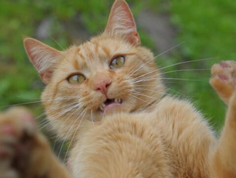 Koci pacjent weterynarzy z Amicusa