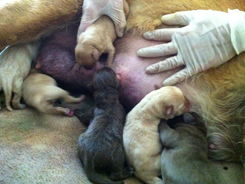 Dzielna mama i maluszki po porodzie w lecznicy Amicus