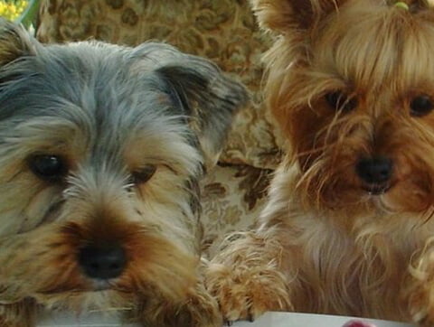 Dzielni pacjenci Amicusa