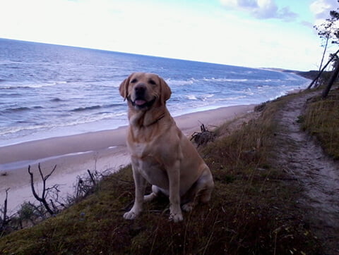 Labrador będący pod opieką Amicus Zielona Góra