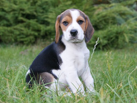 Pies Beagle pod opieką Amicusa