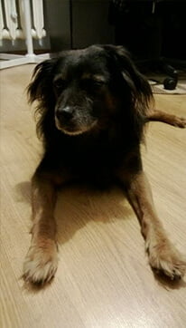 Piesek pod opieką weterynarzy z Zielonej Góry