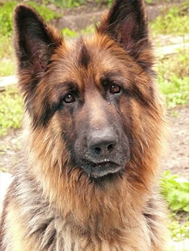 Opieka weterynaryjna Amicus Zielona Góra