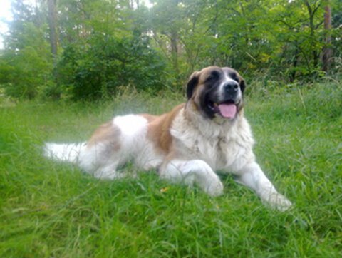 Dzielny pacjent lecznicy Amicus Batorego