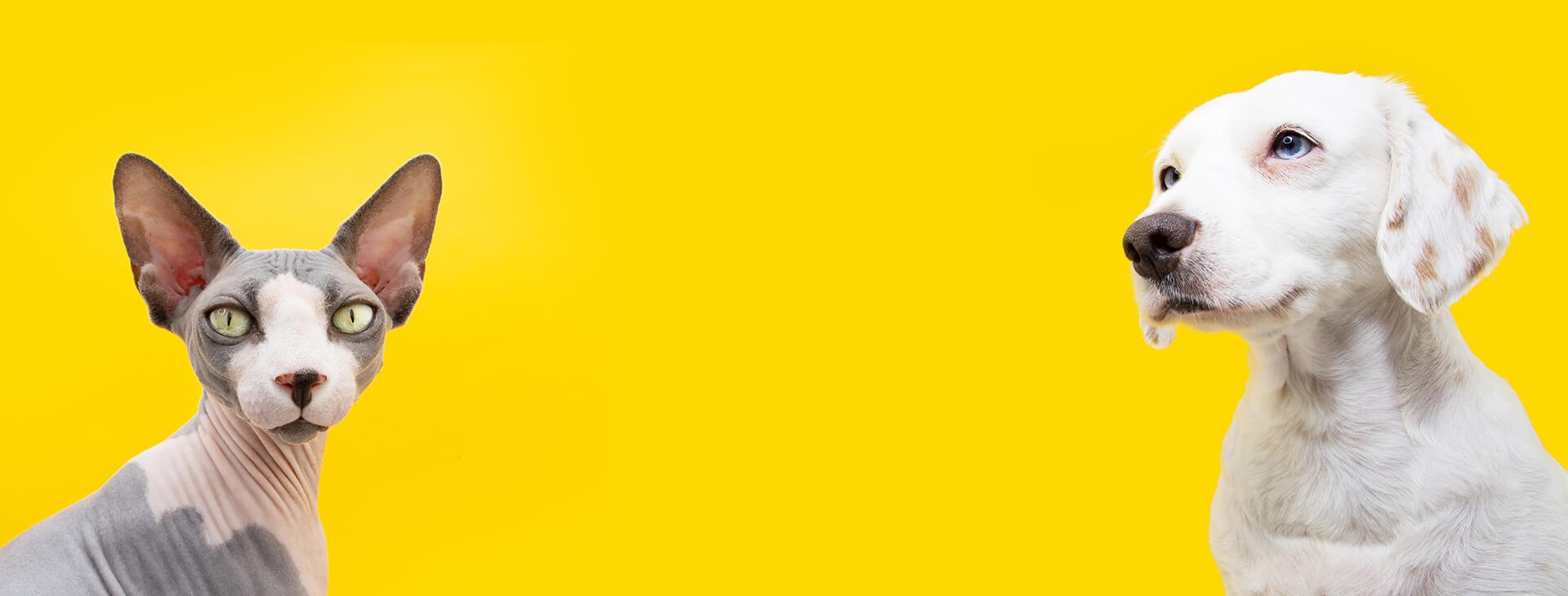 Nasi Przyjaciele weterynarz amicus