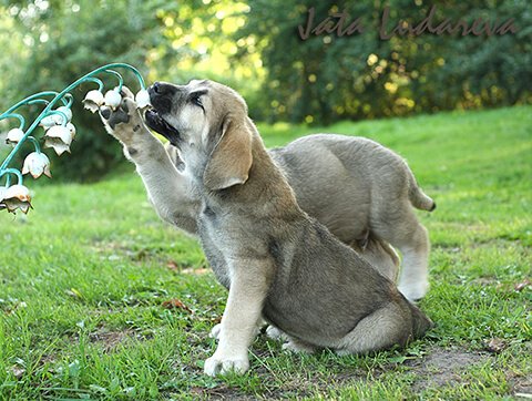 Nasze zwierzaki - nasi przyjaciele