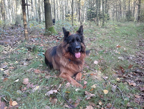 Pies - jeden z naszych najwierniejszych pacjentów