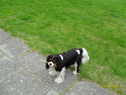 Piesek - nasz dzielny pacjent