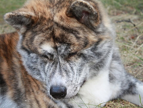 Piesek - opieka weterynaryjna Amicus Zielona Góra