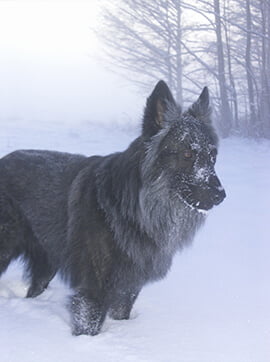 Pies - jeden z naszych najwierniejszych pacjentów