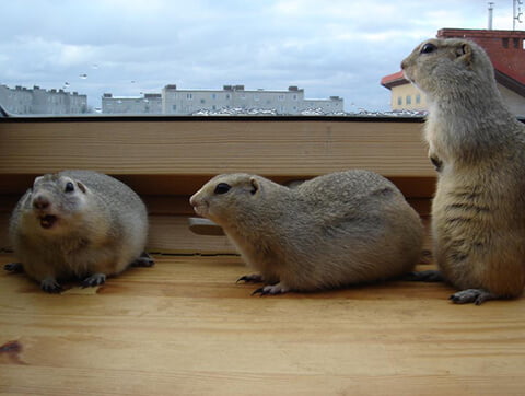 Egzotyczni pacjenci w Amicusie