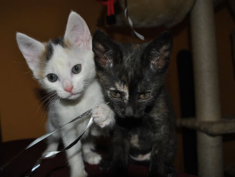 Koci pacjenci lecznicy Amicus