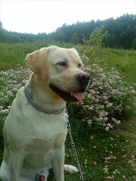 Labrador - pacjent Amicusa Zielona Góra