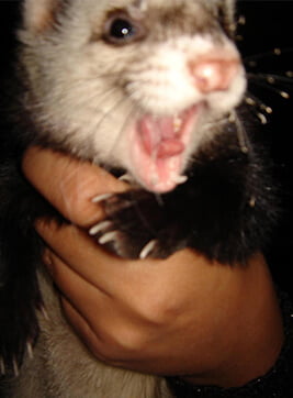 Fretka - pacjentka gabinetu Amicus