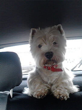 Pako - pacjent Amicus