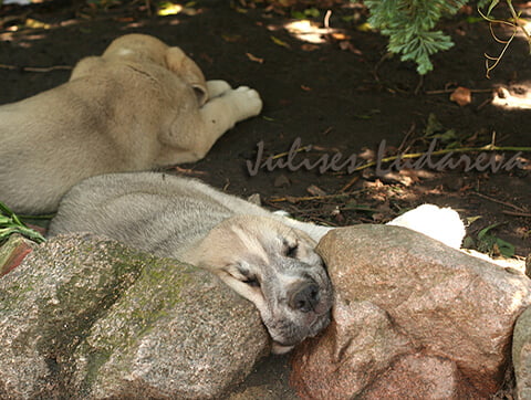 Psiaki pod opieką Amicusa