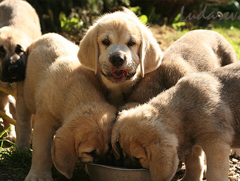 Nasze zwierzaki - nasi przyjaciele