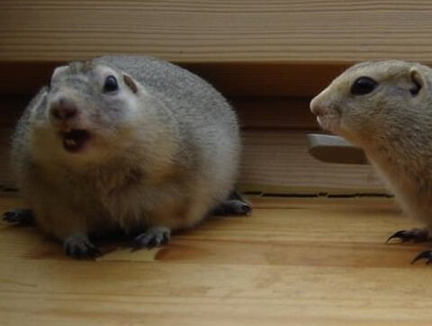 Dzielni pacjenci z Amicusa