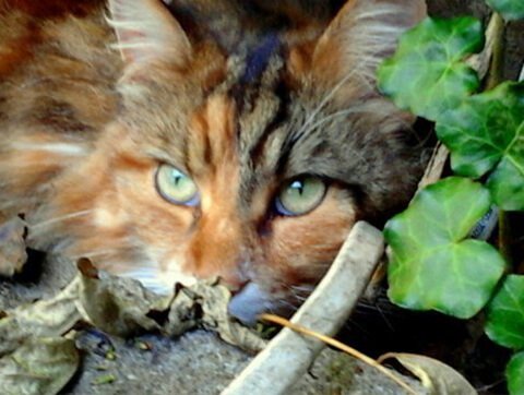 Koci pacjent Amicus Batorego