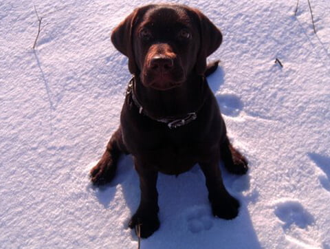Labrador naszym dzielnym pacjentem w gabinetach weterynaryjnych AMICUS