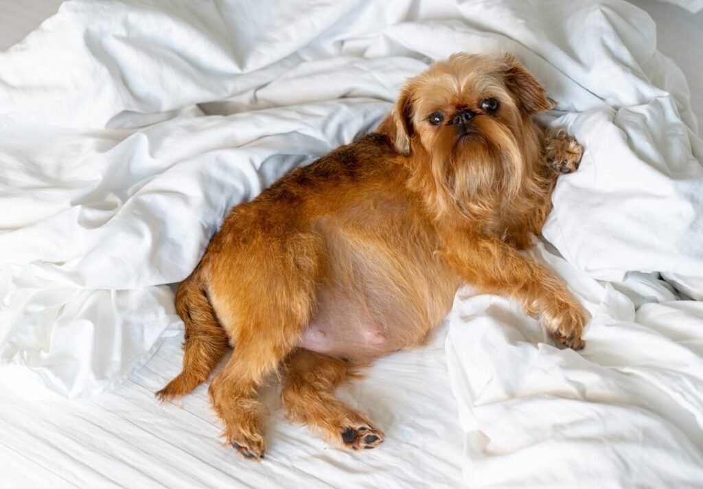 Ciąża urojona u psa