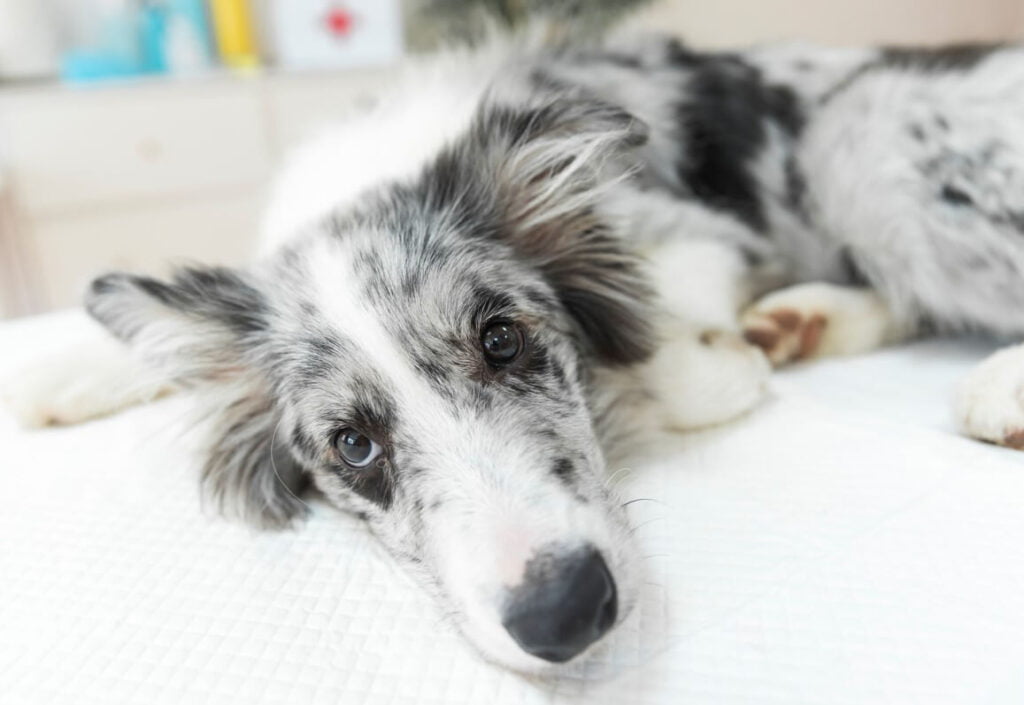 Skręt żołądka u psa